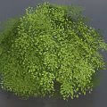 Lush Green Bush With Dense Small Leaves In Natural Garden Landscape