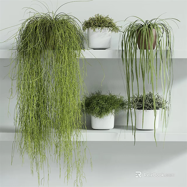 Potted Bonsai Plants On White Shelves With Hanging Green Foliage And Bushy Plants 3d model 