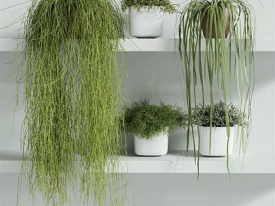 Potted Bonsai Plants On White Shelves With Hanging Green Foliage And Bushy Plants 3d model