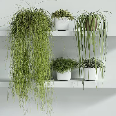 Potted Bonsai Plants On White Shelves With Hanging Green Foliage And Bushy Plants 3d model