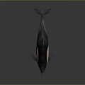 Dolphin 3D Model With Black And White Body In Swimming Pose On Gray Background