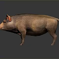 Realistic Brown Pig Standing On Gray Background With Shiny Surface And Large Ears 3d model