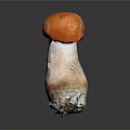 Fresh Wild Mushroom With Orange Red Cap And White Stem On Dark Background