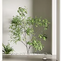 Lush Green Tree Against White Wall with Fern Plant and Decorative Base