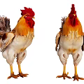 Muscular Roosters With Red Combs Yellow Legs And White Brown Feathers