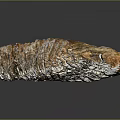 Plant Fossil with Striated Surface Brown and White Coloration Elongated Shape on Dark Background