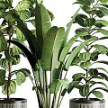 Three Lush Bonsai Potted Plants with Patterned Planters and Green Leaves