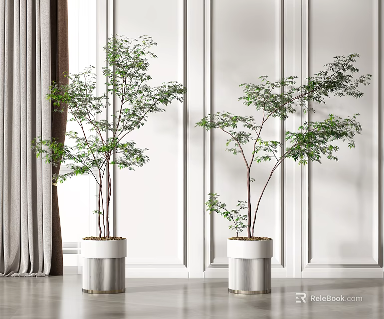 Potted Bonsai Trees In White Textured Pots Against White Wall With Decorative Moldings And Curtains 3d model 