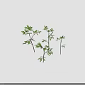 Multiple Slender Trunk Plants With Green Leaves And Shadow On Gray Background 3d model