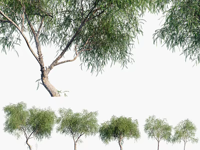 Tall Leafy Arbor Trees With Curved Trunks And Dense Green Foliage In Row 3d model