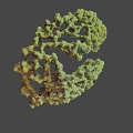 Detailed Green Branched Coral Like Biological Structure Against Black Background