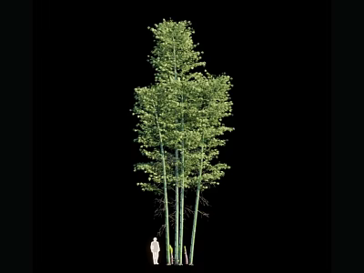 Tall Bamboo Plants With Green Leaves And Slender Stems Next To Human Figure 3d model