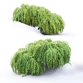 Lush Green Fern Plant Clusters As Garden Decor With Human Silhouette For Scale