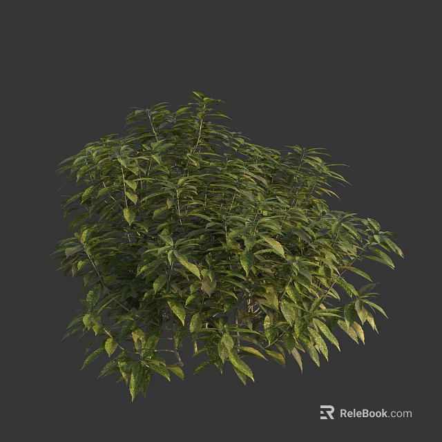 Vibrant Green Shrub With Lush Dense Foliage Against Dark Background 3d model 