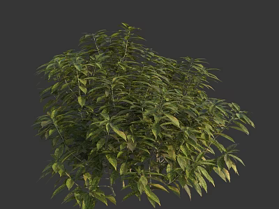 Vibrant Green Shrub With Lush Dense Foliage Against Dark Background 3d model
