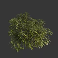 Vibrant Green Shrub With Lush Dense Foliage Against Dark Background 3d model