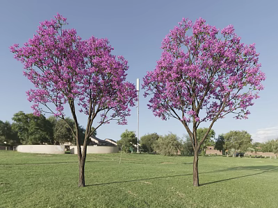 Two Purple Flowering Trees On Green Lawn With Blue Sky Background 3d model
