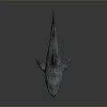Gray Shark Aquatic Animal With Open Mouth And Sharp Teeth In Dark Background