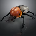 Rhinoceros Beetle With Red Head Black Body And Shiny Exoskeleton On Dark Background