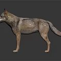 Realistic 3D Wolf Model Standing On Dark Surface With Reflection 3d model
