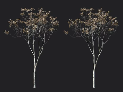 Deciduous Trees With Slender White Trunks And Brown Foliage Against Black Background 3d model