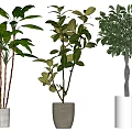 Indoor Potted Plants With Large Green And Variegated Leaves In White Gray Ceramic Pots