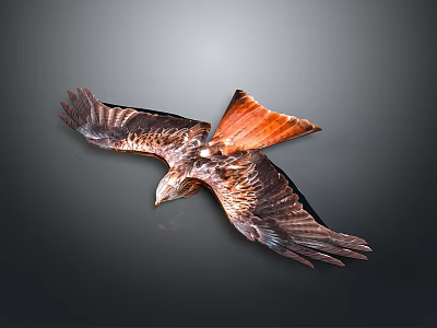 Majestic Eagle Flying With Spread Wings And Brown Orange Feathers Against Dark Background 3d model