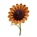 Vibrant Sunflower Plant With Orange Petals Dark Brown Center And Green Stem