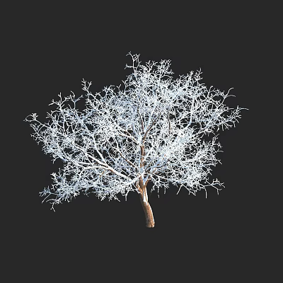 Leafless Tree With White Branches And Brown Trunk On Black Background 3d model