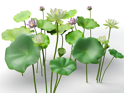 Beautiful Aquatic Lotus Plants With Green Leaves And White Pink Flowers 3d model