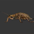 Large Brown Cricket 3D Model With Detailed Exoskeleton Long Antennae And Multiple Legs