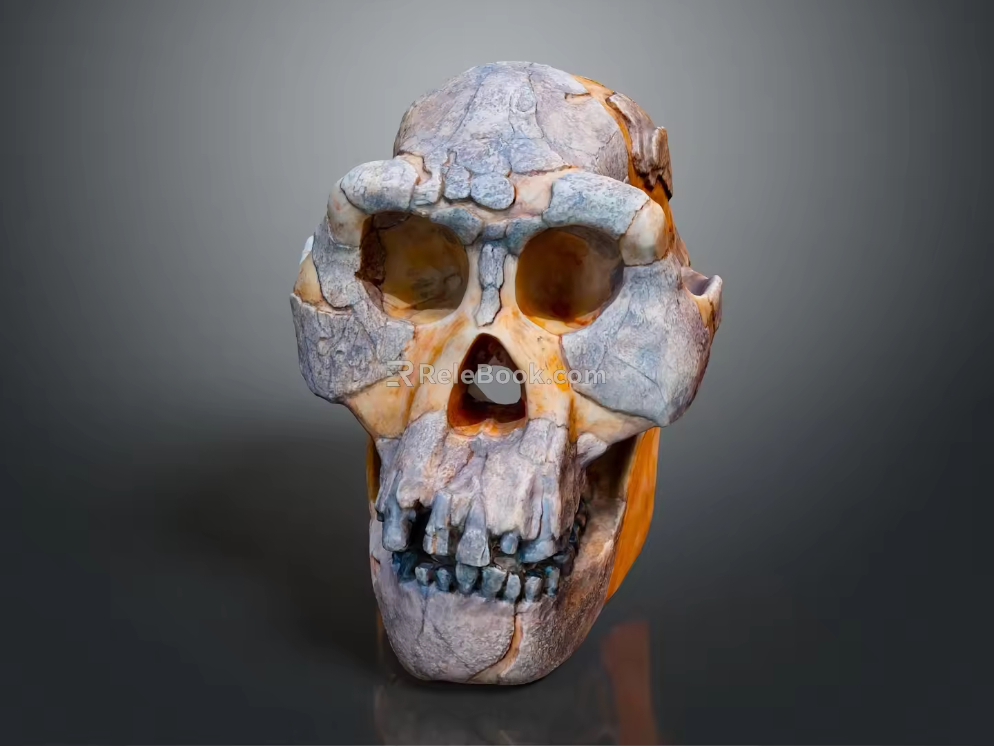 modern skull human skull fossil skeleton 3d model