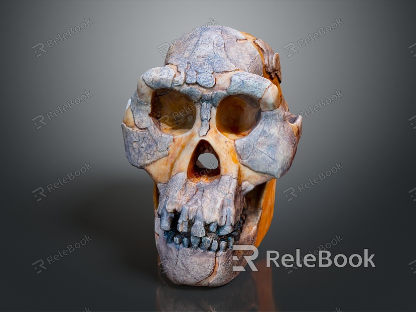 modern skull human skull skull fossil skeleton model