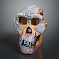 modern skull human skull fossil skeleton 3d model