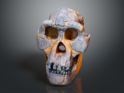 modern skull human skull fossil skeleton 3d model