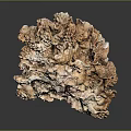 Natural Coral Formation With Brown Beige Porous Texture And Irregular Shape On Dark Background
