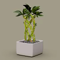 Lush Green Bamboo Plant With Twisted Stems In White Square Pot
