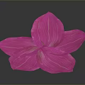 Vibrant Pink Flower with White Striped Petals on Dark Background Showing Soft Reflection