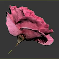 Vibrant Pink Rose Isolated on Dark Background with Detailed Petal Structure