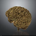 Highly Detailed 3D Rendered Human Brain Model With Anatomical Surface Structures