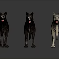 Three Realistic Wolf Models Standing in Black and Gray Colors with Studio Lighting