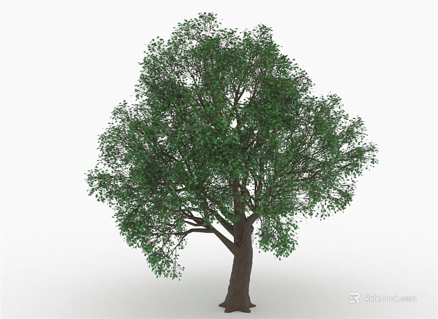 Lush Green Tree With Brown Trunk And Dense Foliage Against White Background 3d model