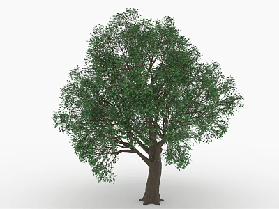 Lush Green Tree With Brown Trunk And Dense Foliage Against White Background 3d model