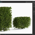Well Trimmed Green Shrubs with Lush Foliage Tall and Short for Garden Landscaping