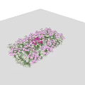 Pink And White Blooming Flowers In A Lush Cluster With Gentle Shadows And Vibrant Petals