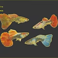 Colorful Guppies With Vibrant Red Yellow Blue Pink Colors On Dark Background