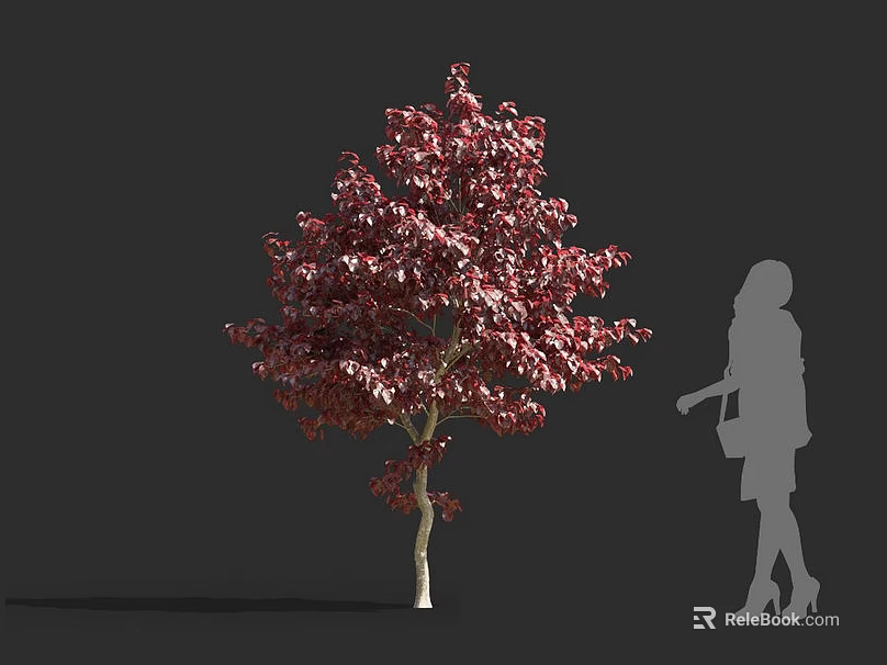 Red Leaf Shrub With Deep Red Foliage And Female Silhouette In Outdoor Scene 3d model 