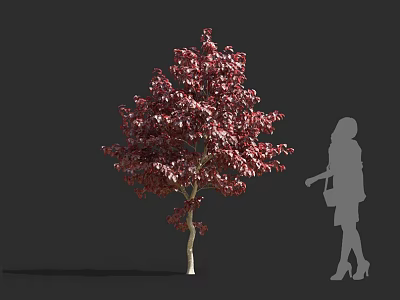 Red Leaf Shrub With Deep Red Foliage And Female Silhouette In Outdoor Scene 3d model