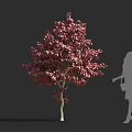 Red Leaf Shrub With Deep Red Foliage And Female Silhouette In Outdoor Scene