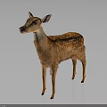 Brown Fur Fawn With White Spots Standing In Isolated Dark Background